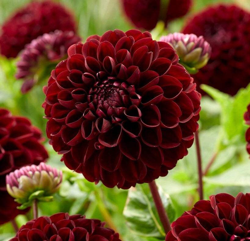 026179-visi193131m_b015ad69-a7bd-4234-ac19-355d74a448eb - Fitza Florilor