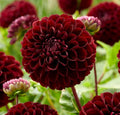 026179-visi193131m_b015ad69-a7bd-4234-ac19-355d74a448eb - Fitza Florilor
