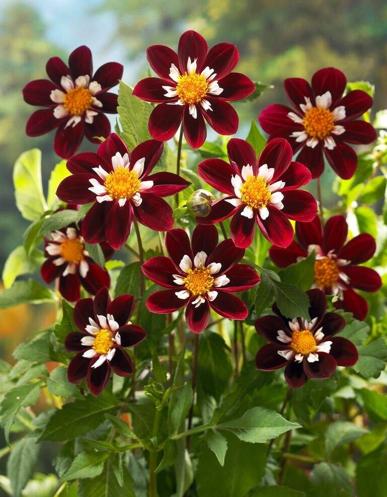 026332-elbo31308 - Fitza Florilor