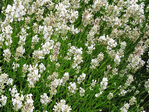 Lavanda, Alba, la Ghiveci de 3L, 1 Bucata