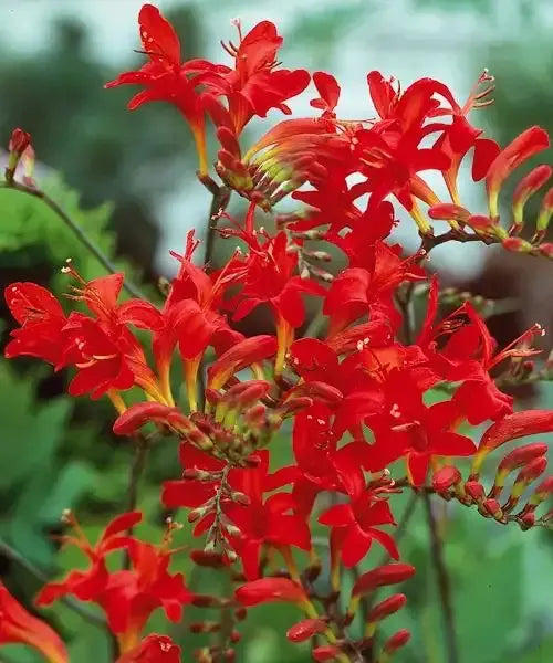 Bulbi de Crocosmia "Lucifer", 3 Bucati