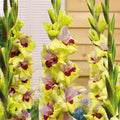 Bulbi Gladiole - Oracle - 5 buc