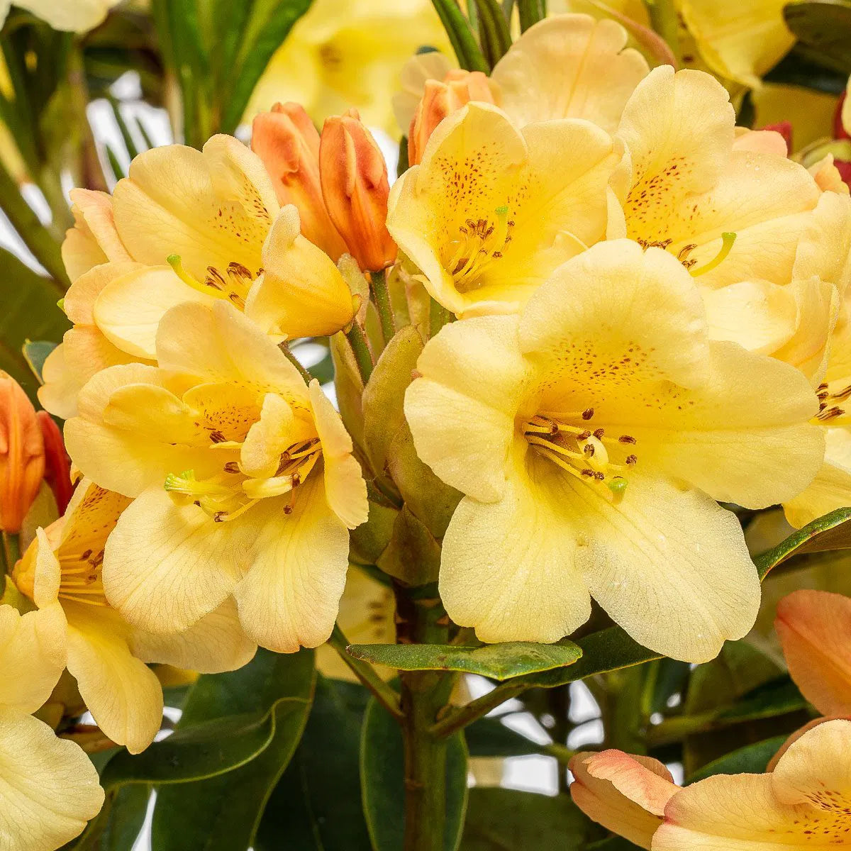 Rhododendron "Moon Fire",la Ghiveci, 1 Bucata