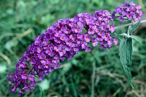 Liliac de Vara "Buddleja Davidii", Mov, la Ghiveci de 3L, 1 Bucata