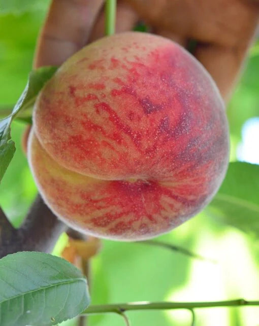 Piersic - Triumf - Anul 3