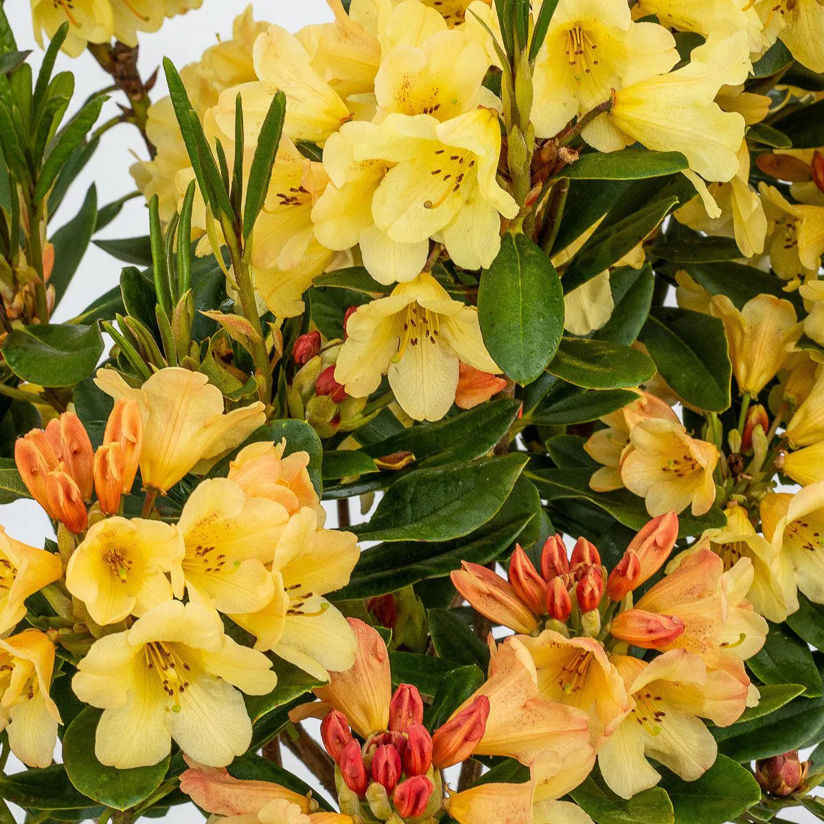 Rhododendron "Moon Fire",la Ghiveci, 1 Bucata