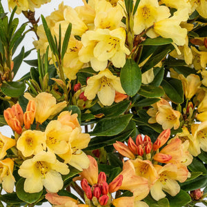 Rhododendron "Moon Fire",la Ghiveci, 1 Bucata