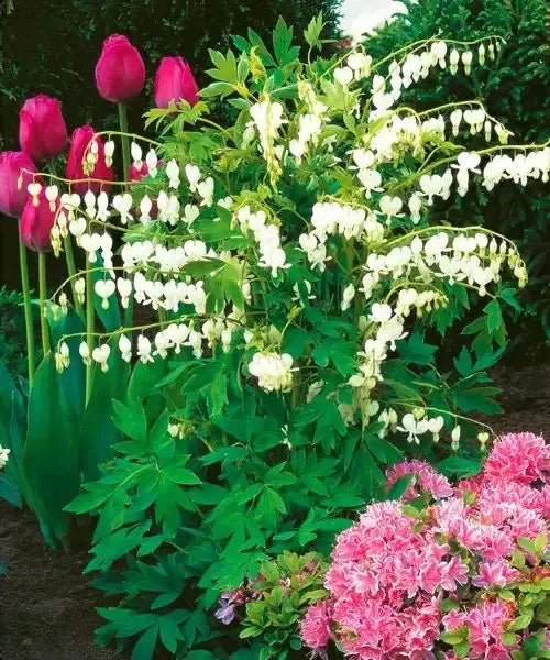 Bulbi de Dicentra "Cerceii Doamnei", Alb