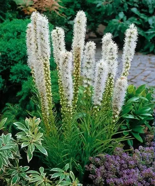 Bulbi de Liatris Spicata "Floristan Weiss",Alb, 3 Bucati