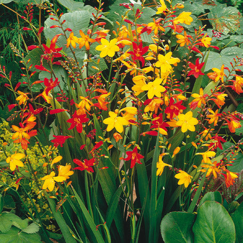 Bulbi de Crocosmia Mixt, 3 Bucati