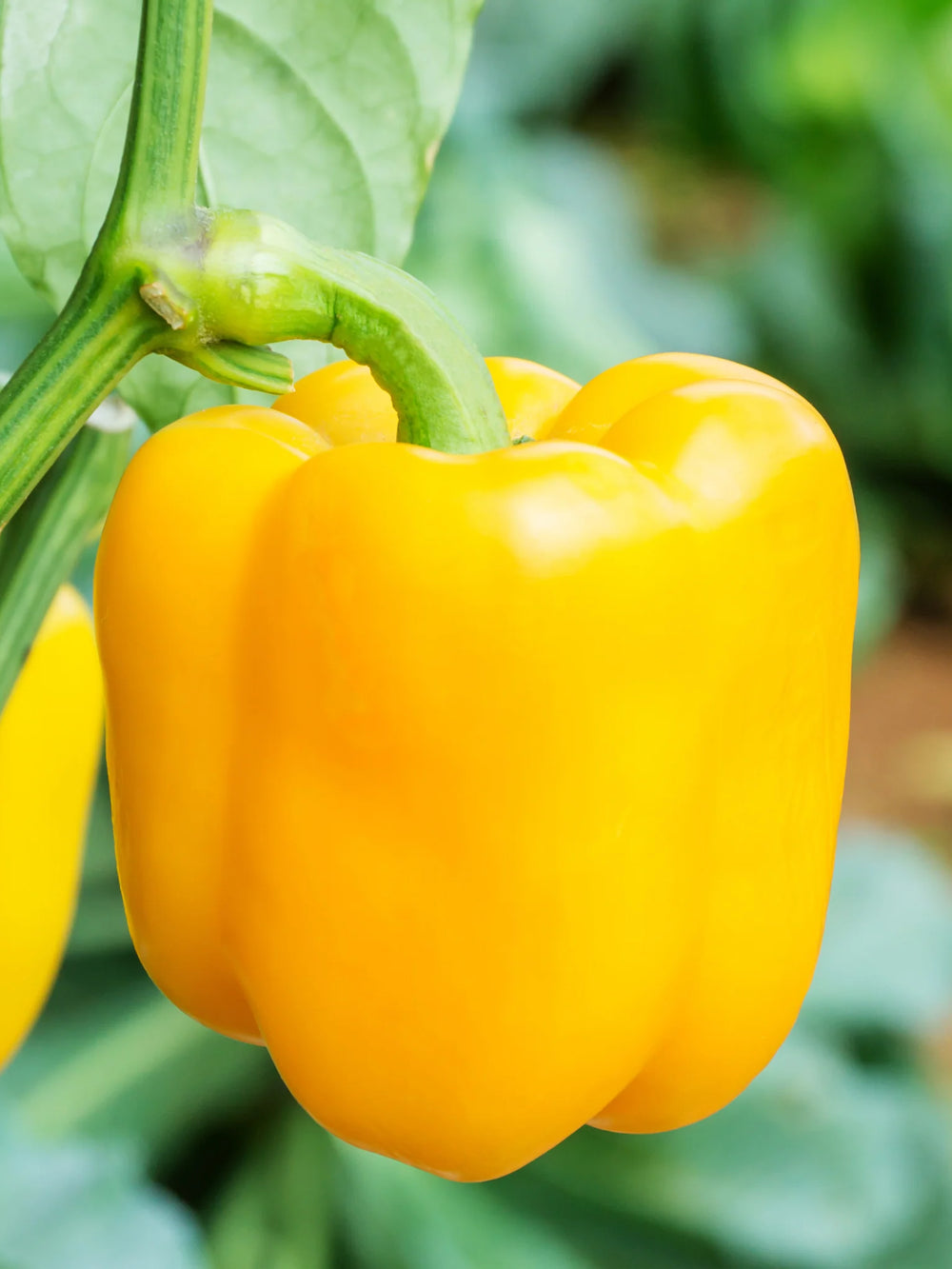 Seminte de Ardei Gras "Blocky Galben"