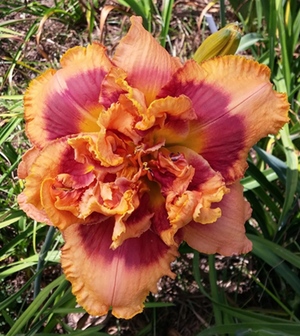 Bulbi de Hemerocallis "Exploded Pumpkin", Crin Salbatic, 1 Bucata