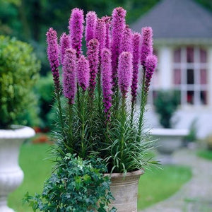 Bulbi de Liatris Spicata "Lila", Roz, 3 Bucati