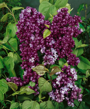 Liliac Syringa Vulgaris "Paul Thirion", 1 Bucata