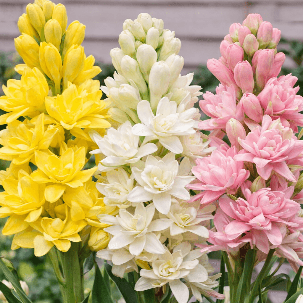 08e674b8-a8dc-4e7a-aefe-9e66e7c9b440 - Fitza Florilor