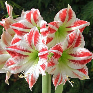 Bulbi de Amaryllis "Ambiance", 1 Bucata