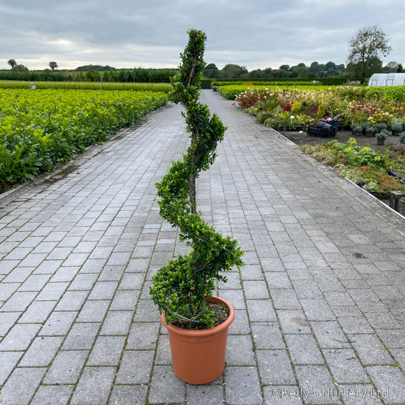 Laur Japonez Spirala, ''Ilex Crenata Kinme'', la Ghiveci de 18L, 130/150 cm, 1 Bucata