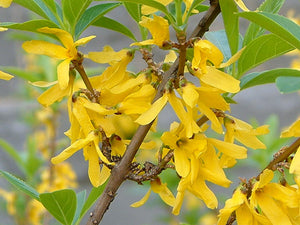 Forsythia Suspensa, la Ghiveci de 3L, 1 Bucata