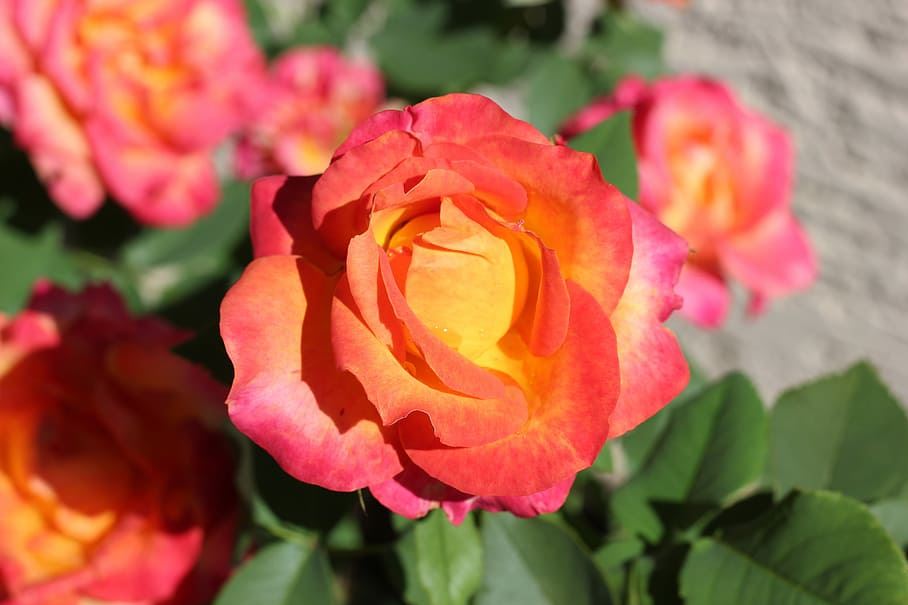 Trandafiri Butasi Teahibrizi - Monica - 1 buc