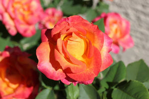 Trandafiri Butasi Teahibrizi - Monica - 1 buc