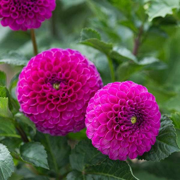 1-tuber-dahlia-addison-june-44368158294290_grande_e3544715-021a-4866-9c86-b6a1e5af9f32 - Fitza Florilor