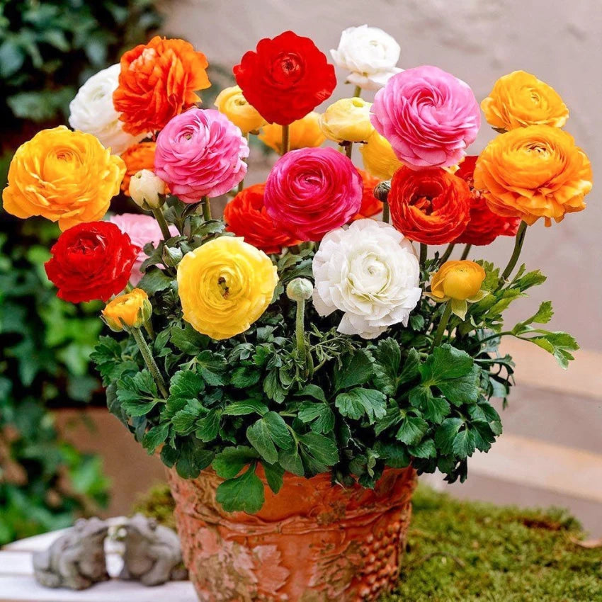 Bulbi de Ranunculus "Paeony Flowering", 5 Bucata