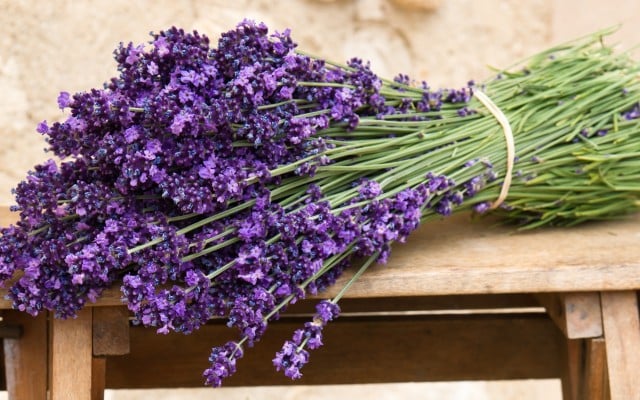 Seminte de Lavanda, 0.3 gr