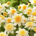 1007669_be66c89c-4779-438a-8f43-824dfe4bb865 - Fitza Florilor
