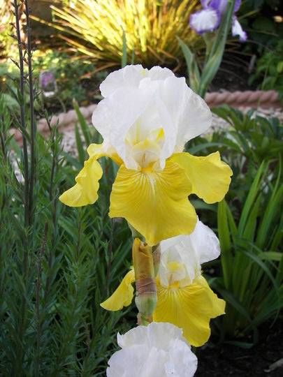 Bulbi de Iris Germanica "Tulip Festival", Galben-Alb, 1 Bucata