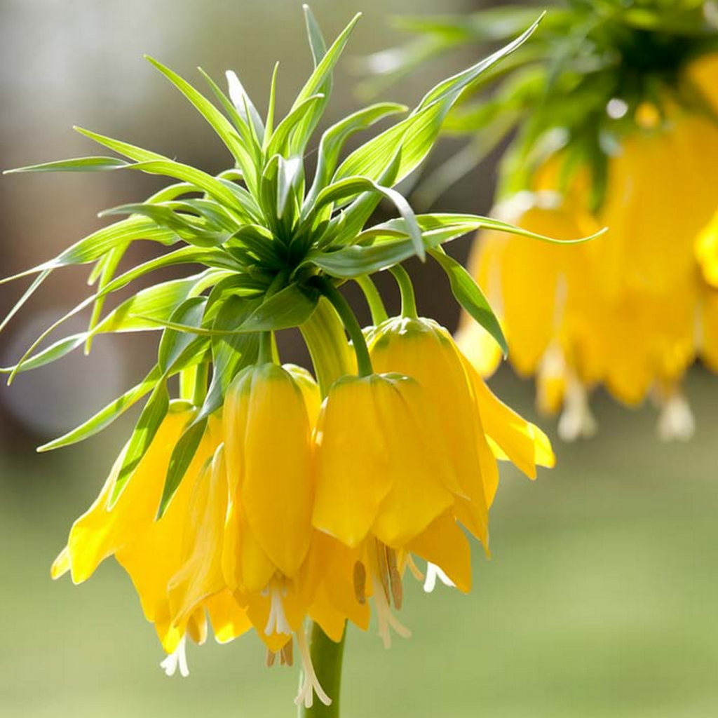 Bulbi de Fritillaria "Lutea", 1 Bucata