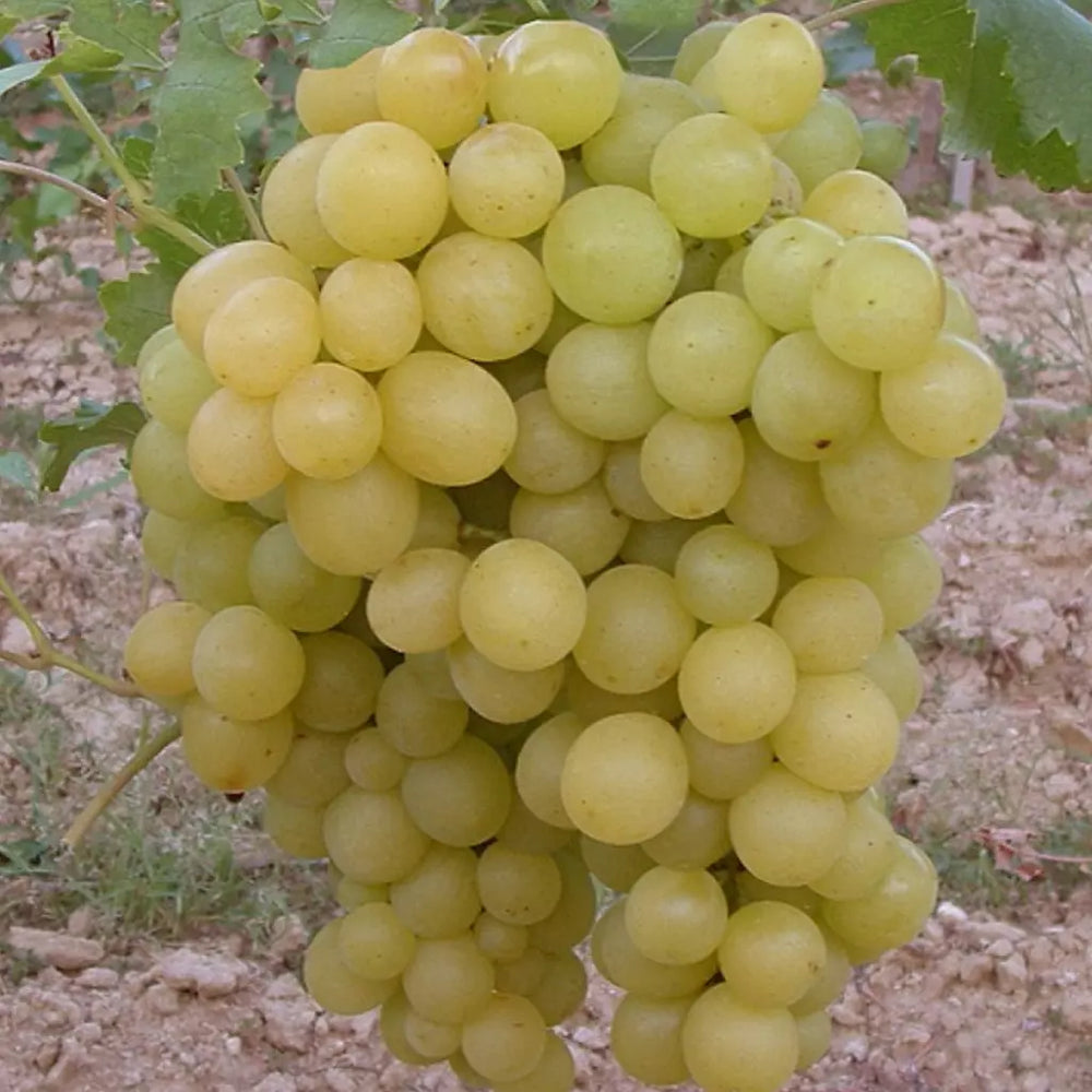 Butas Vita de Vie de Masa "Regina Viilor", 1 Bucata