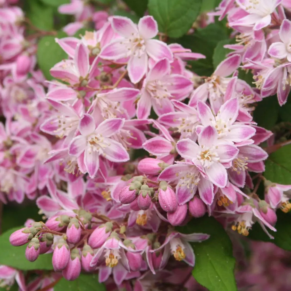 Deutzia Hybrid "Tourbillon Rouge" la Ghiveci de 3L, 1 Bucata