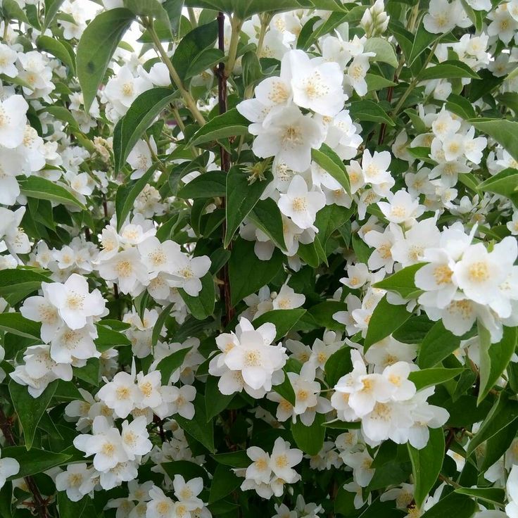 Lămâiță, la Ghiveci