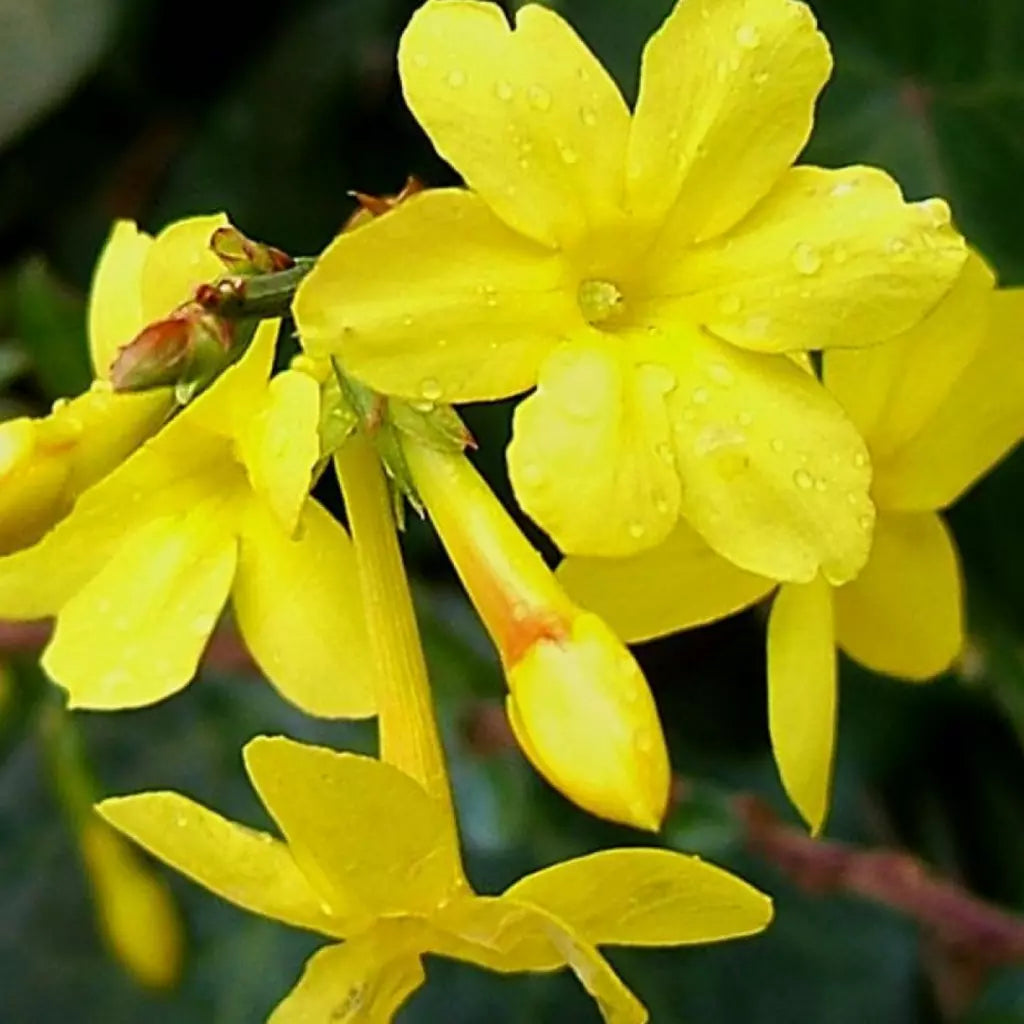 Iasomie Galbena (Jasminum Nudiflorum) la Ghiveci, 1 Bucata