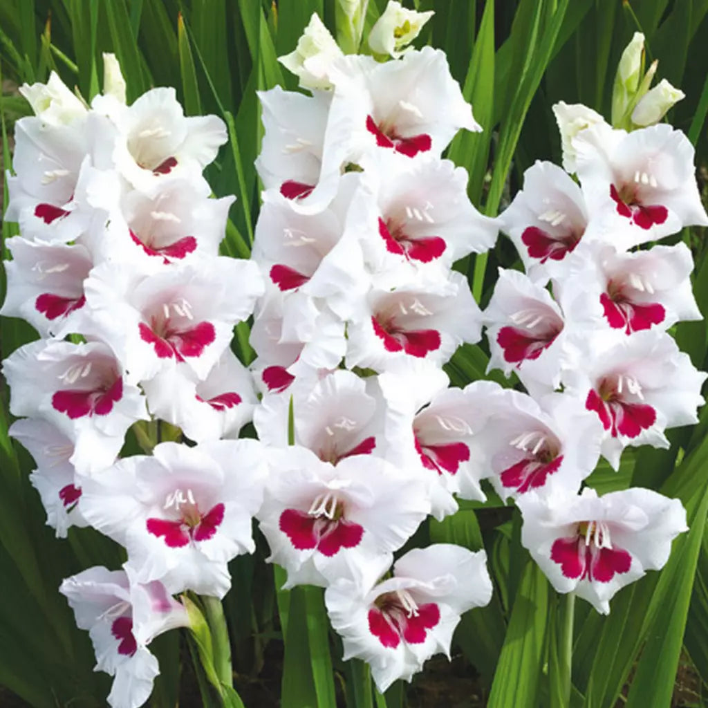 Bulbi de Gladiole "Fiorentina", 7 Bucati