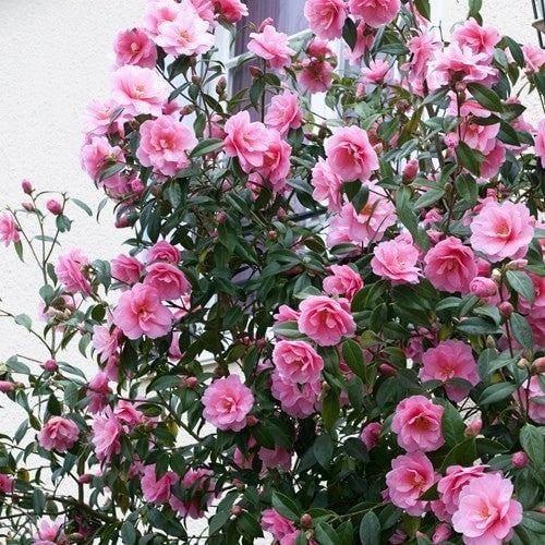 Camellia "Japonica", Roz, la Ghiveci de 3L, 1 Bucata