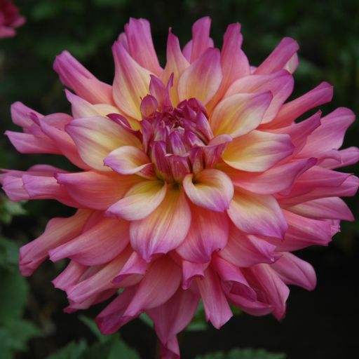 111-bahama_mama-001_1_079c4857-9801-4aee-8f39-76c22c4744df - Fitza Florilor