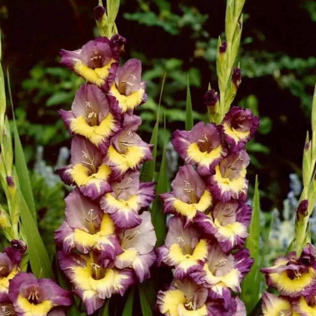 Bulbi Gladiole - Dynamite - 5 buc