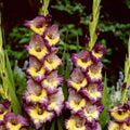 Bulbi Gladiole - Dynamite - 5 buc