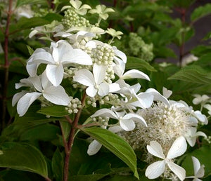 Hortensia Arbustiva Paniculata "Silver Dollar", la Ghiveci de 3L, 1 Bucata