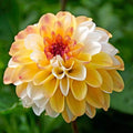 11371_dalie_Double_Jill4_9a5a9a1c-47f2-4311-994d-a48c3718bf33 - Fitza Florilor