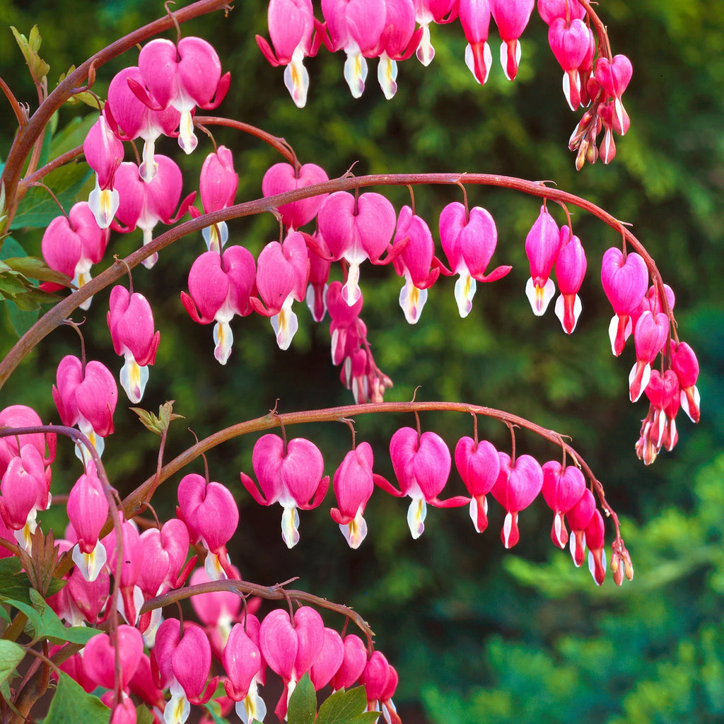 Bulbi de Dicentra "Cerceii Doamnei", Roz