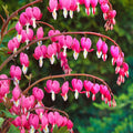 Bulbi de Dicentra "Cerceii Doamnei", Roz
