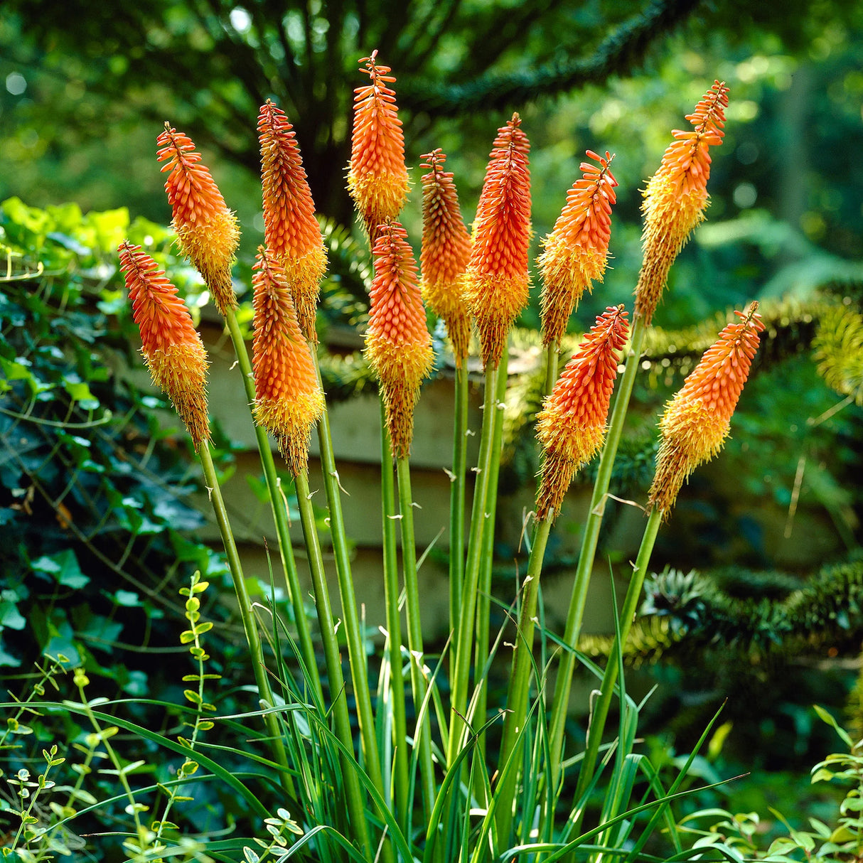 Bulbi de Kniphofia "Perennial Grandiflora", Crinul Faclie, 1 Bucata