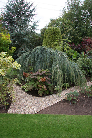 Cedru Argintiu Curgator ''Cedrus Atlantica Glauca Pendula'' 250-300 cm, la Ghiveci de 70L, 1 Bucata