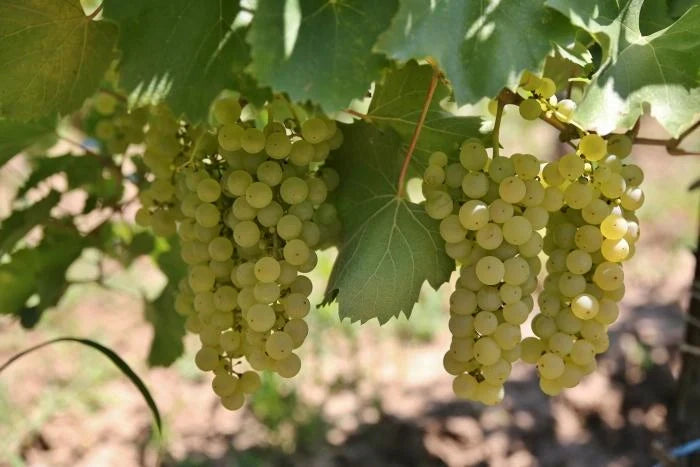 Vița de Vie "Fetească Alba", la Ghiveci