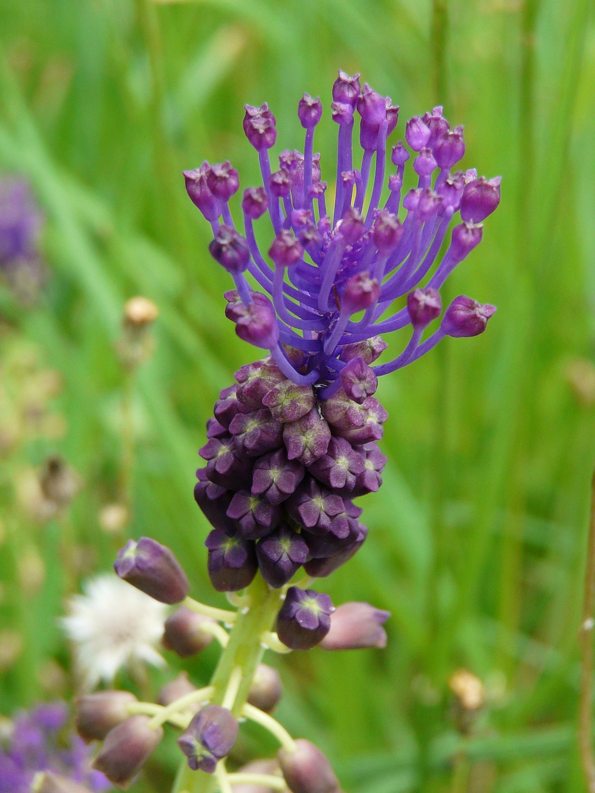 Bulbi de Muscari "Comosum", 5 Bucati