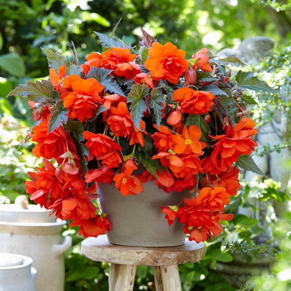Bulbi de Begonia "Pendula", Portocaliu, 2 Bucăți