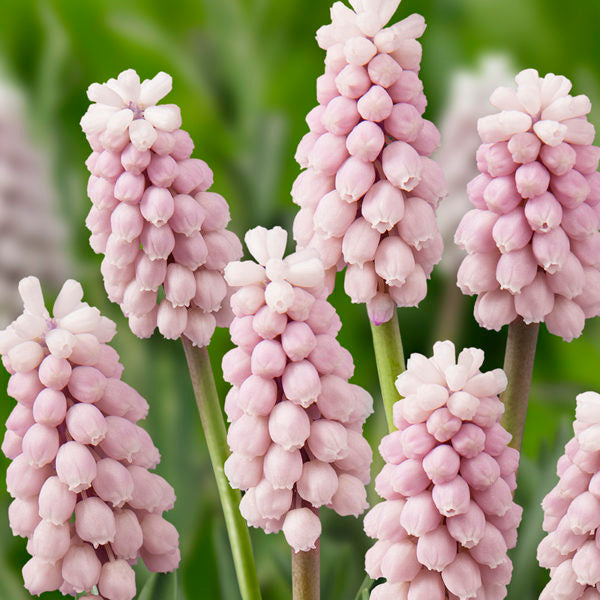 Bulbi de Muscari "Pink Sunrise", 5 Bucati