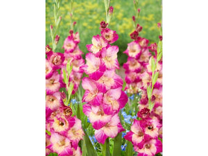 Bulbi de Gladiole "Apricot Bubble Gum", 7 Bucati